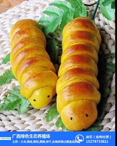 绿色生态养殖与过期面条回收 横沥镇食品经营的循环经济新探索